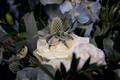 Charlotte & Sam's Wedding
